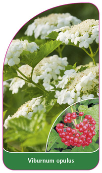 Viburnum opulus