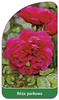 Roza parkowa Nr. 412