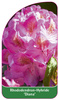 Rhododendron-Hybride 'Diana'