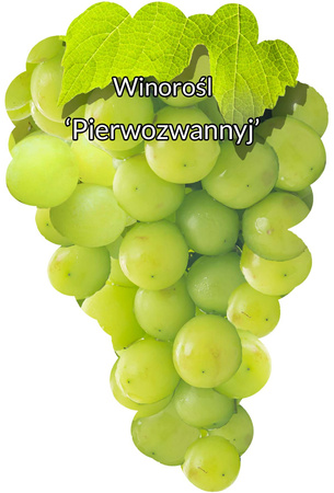 Winorośl Pierwozwannyj