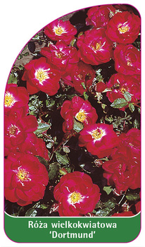 Róza wielkokwiatowa 'Dortmund' Nr. 544