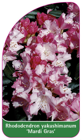 Rhododendron yakushimanum 'Mardi Gras'