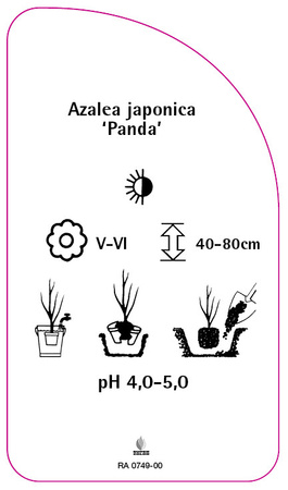 Azalea japonica 'Panda'