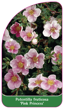 Potentilla fruticosa 'Pink Princess',