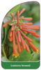 Lonicera brownii