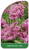 Lagerstroemia, rosa