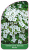 Cornus kousa chinensis 'Nicole'