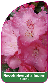 Rhododendron yakushimanum 'Belona'