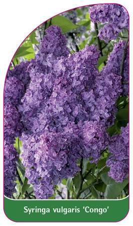 Syringa vulgaris 'Congo'