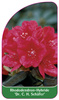 Rhododendron-Hybride 'Dr. C. H. Schäfer'
