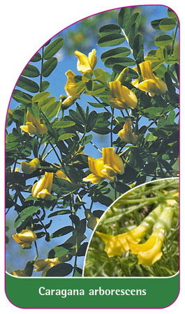 Caragana arborescens
