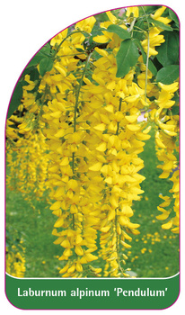 Laburnum alpinum 'Pendulum'