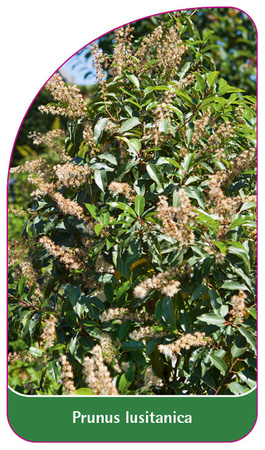 Prunus lusitanica