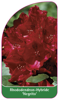 Rhododendron-Hybride 'Negrito'