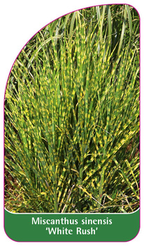 Miscanthus sinensis 'White Rush'