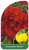 Chaenomeles 'Nicoline'