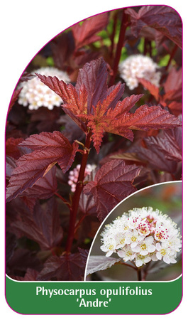 Physocarpus opulifolius "Andre