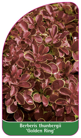 Berberis thunbergii 'Golden Ring'