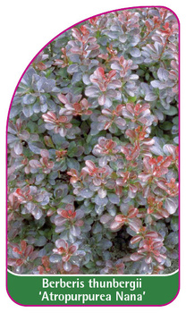 Berberis thunbergii 'Atropurpurea Nana'