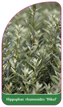 Hippophae rhamnoides 'Hikul'