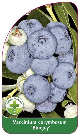 Vaccinium corymbosum 'Bluejay'