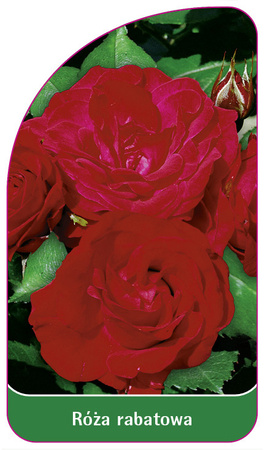 Discount rose Nr. 100