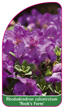 Rhododendron calostrotum 'Rock's Form'