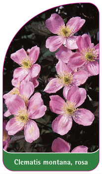 Clematis montana, rosa