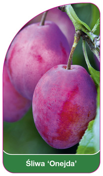 Sliwa 'Onejda'