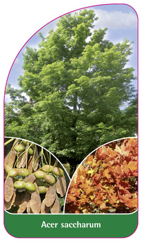 Acer saccharum