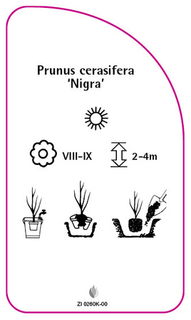 Prunus cerasifera 'Nigra'