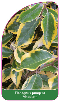 Elaeagnus pungens 'Maculata'