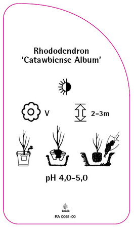 Rhododendron 'Catawbiense Album'