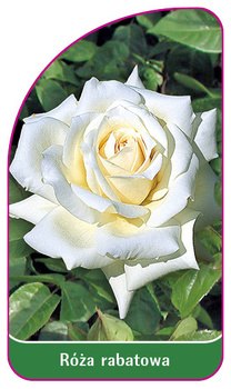 Róza rabatowa Nr. 115