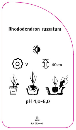 Rhododendron russatum