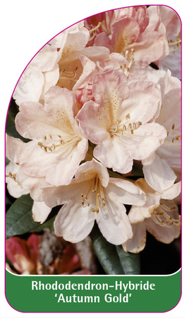 Rhododendron-Hybride 'Autumn Gold'