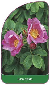 Rosa nitida