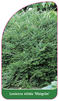 Lonicera nitida 'Maigrün'
