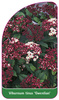 Viburnum tinus 'Gwenlian'
