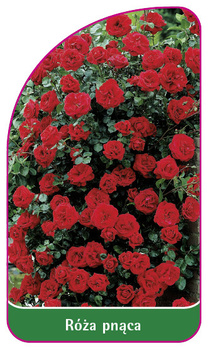 Róza pnaca Nr. 319 B