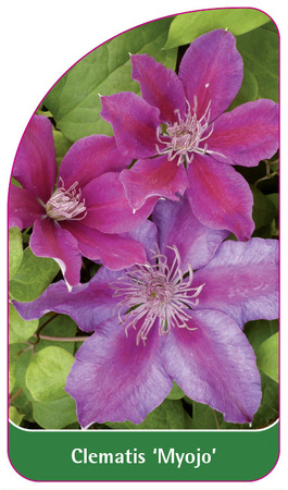 Clematis 'Myojo'