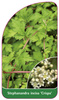 Stephanandra incisa 'Crispa'