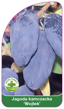 Kamchatka berry "Wojtek