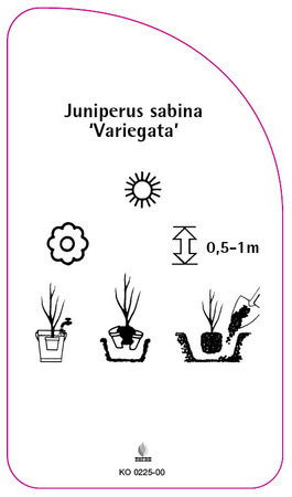 Junisperus sabina 'Variegata'