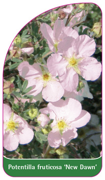 Potentilla fruticosa 'New Dawn'