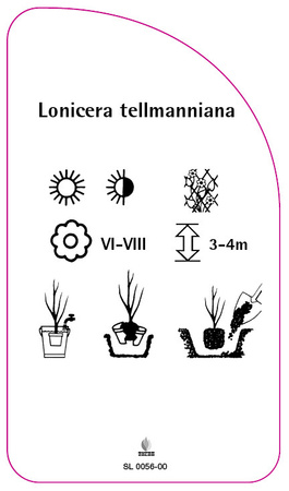 Lonicera tellmanniana
