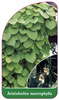 Aristolochia macrophylla