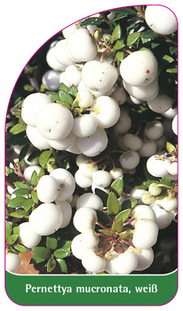 Pernettya mucronata, weiß