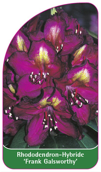Rhododendron-Hybride 'Frank Galsworthy'