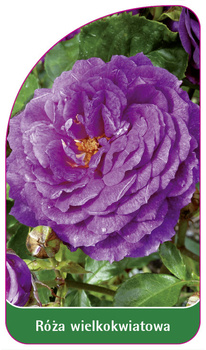 Velkokvětá růže č. 239